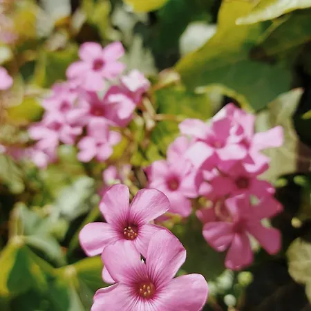 Casa de Férias Casa Rondo